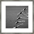 The Beauty Of Diving Framed Print