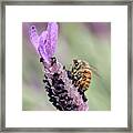 The Beauty Of Nature 99943 Framed Print