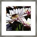 The Bee Framed Print