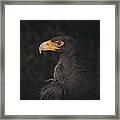 The Black Eagle Framed Print