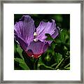 The Bright Stamen Framed Print