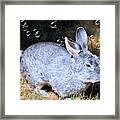 The Bunny And Bubbles Framed Print