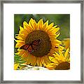 The Butterfly The Bee And The Sunflower Framed Print