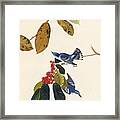 The Cerulean Warbler From The Birds Framed Print