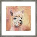 The Charismatic Alpaca Framed Print