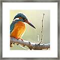 The Common Kingfisher Alcedo Framed Print