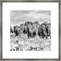 The Elephants -wildlife Iv Framed Print