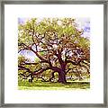 The Emancipation Oak 2 Framed Print