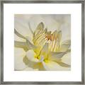 The Essence Of A Dahlia By Tl Wilson Photography Framed Print