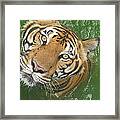 The Eyes Of A Tiger Framed Print