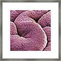 The Folded Mucosal Epithelial Surface Framed Print