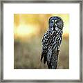 The Great Gray Owl In The Morning Framed Print