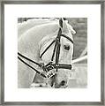 The Great Horse Framed Print