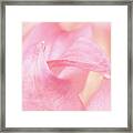 The Greetings Of The Petals Framed Print