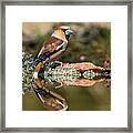 The Hawfinch, Coccothraustes Coccothraustes Framed Print