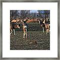 Squaring Off, Color - Bucks, Texas Panhandle Framed Print