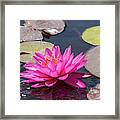 The Lady Is Pink Framed Print