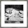 The Lion Of Lucerne Framed Print
