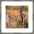 The Lookouts.... Framed Print