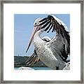 The Love Of Pelicans 02 Framed Print