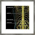 The Nerve Supply Of The Trunk Framed Print