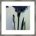 The Night. Black Iris Framed Print