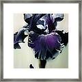 The Night. Black Iris Fragment Framed Print