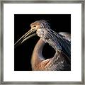 The Pelican Philosopher... Framed Print