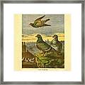 The Pigeon Creator C Sheeres Framed Print