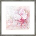 The Pink Lotus Framed Print
