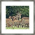 The Pride Of The Stag Framed Print
