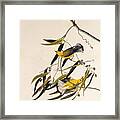 The Prothonotary Warbler From The Birds Framed Print