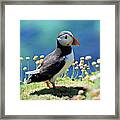 The Puffin Framed Print