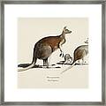 The Red Kangaroo  Macropus Rufus  Illustrated By Charles Dessalines D  Orbigny  1806 1876 2 Framed Print