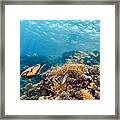 The Reef Life Framed Print