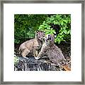 The Stare Down Framed Print