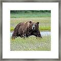 The Stare Framed Print