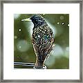 The Starling Bird Portrait Framed Print