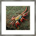 The Striking And Colorful Sally Framed Print