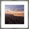 The Swans Wing Beats. Framed Print