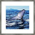 The Tail Framed Print