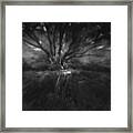 The Tree Of Life Framed Print