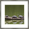 The Turtle King Framed Print