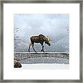 The Winter Guest Framed Print