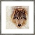 The Wolf Framed Print