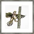 The Young Kestrel Climbing On A Wooden Fence Pole Framed Print