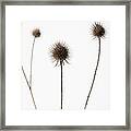 Thistle Grey 07 Framed Print