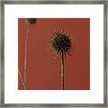 Thistle Rust Red 04 Framed Print