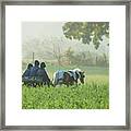 Three Amish Brothers Framed Print
