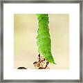 Three Ants Carrying A Caterpillar Framed Print